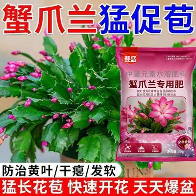 蟹爪兰多花催花促花【花开不停】延花期防干瘪掉花苞不开花新型肥