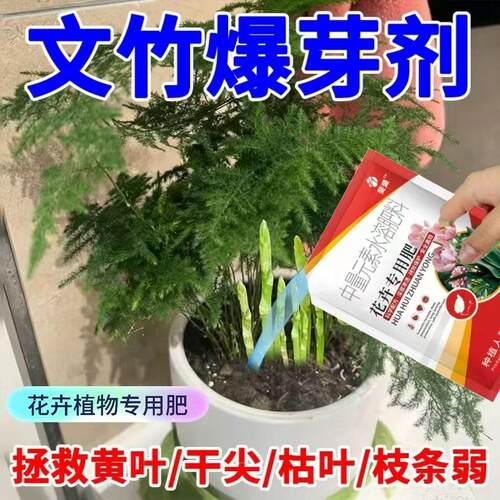 【爆芽猛长】文竹营养液文竹黄叶干尖枯萎促发芽文竹专用肥料