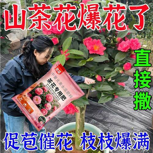 茶花开不停】催花促花延长花期防黄叶掉花苞防落蕾茶花肥料专用肥