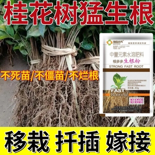 桂花树壮苗剂强力发根多水溶肥生根粉壮根扦插移栽育苗蔬菜防病害