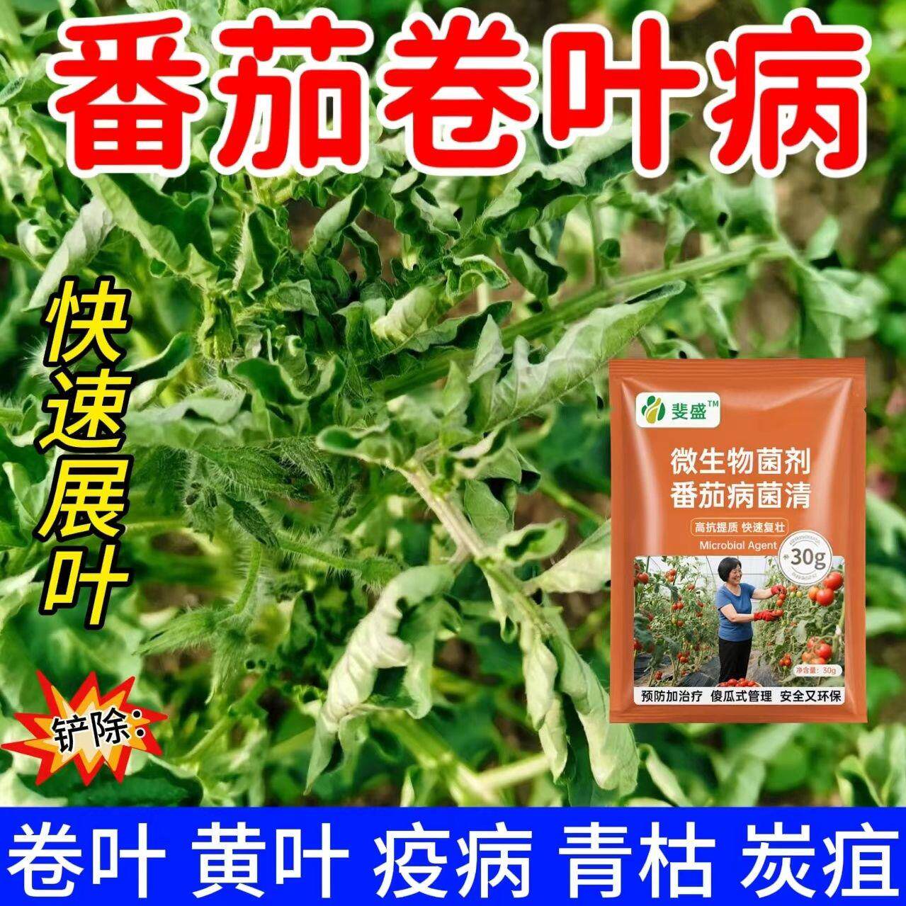 番茄专用药西红柿黄叶卷叶灰霉疫病脐腐病微生物菌剂番茄病病菌净