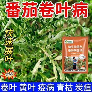 番茄专用药西红柿黄叶卷叶灰霉疫病脐腐病微生物菌剂番茄病病菌净