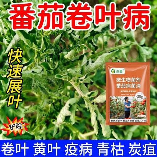 番茄专用药西红柿黄叶卷