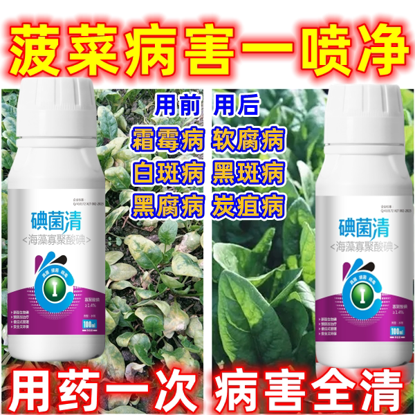 菠菜病全治菠菜专用杀菌剂黑斑病黑腐病菠菜叶面肥软腐病白斑病