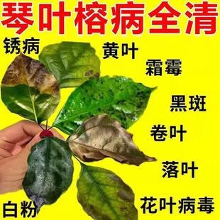 琴叶榕专用药锈斑病根腐病黄叶干枝掉叶脱落白粉黑斑病通用
