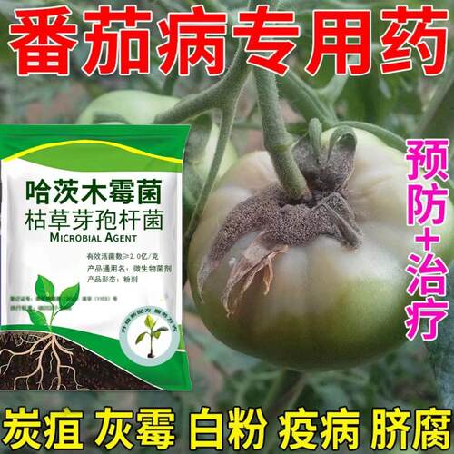 番茄病全治杀菌剂番茄白粉病早晚疫病灰霉病西红柿专用药