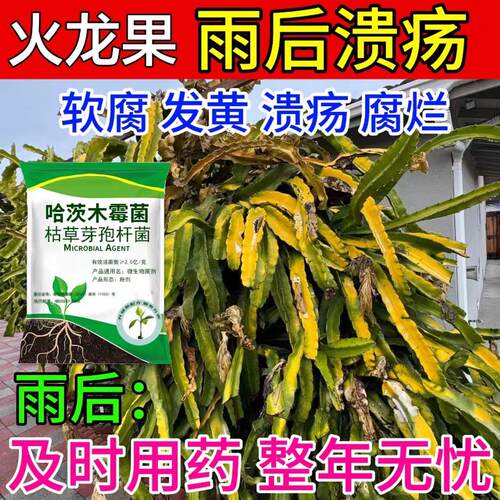 火龙果病全治火龙果黄斑病茎枯病溃疡病软腐哈茨木霉杀菌剂专用药