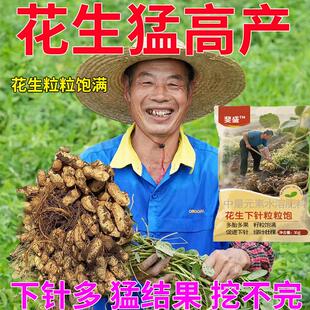 花生催花下针剂控秧籽粒饱花生膨大控秧增产绿叶壮棵颗粒饱满丰收