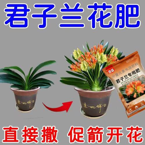 猛开花】君子兰催花专用营养液干瘪软烂根壮根不开花催花延花期