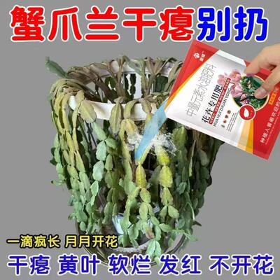 【急救干瘪】蟹爪兰专用营养液催花肥蟹爪兰叶发软干瘪不开花肥料