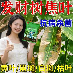 发财树叶斑病发财树黑斑病烂根病叶枯病根腐锈病通用微生物杀菌肥