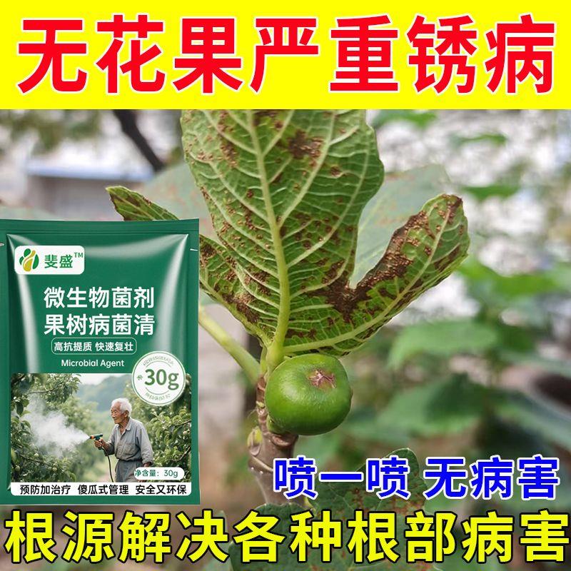 无花果病全治快速杀菌剂无花果专用药锈病枯枝病炭疽病果腐病白粉