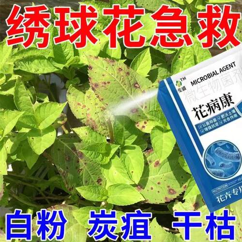 绣球花黑斑病焦叶绣球病害高效杀菌花卉植物炭疽叶斑病花肥专用肥