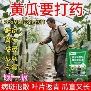 黄瓜病专用药黄点病灰霉病霜霉病角斑病疫病白粉叶斑病病毒病全治