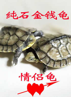 南石金钱龟乌龟活物网红情侣小青龟宠物观赏龟适合家养的小乌龟苗
