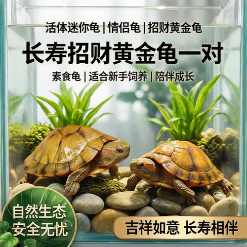 活体情侣招财黄金一对小乌龟