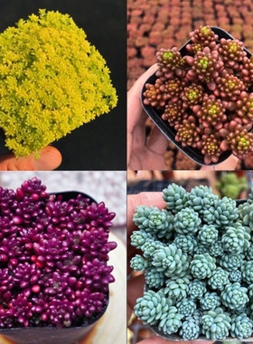 多肉带盆栽好紫米粒黄金万年草红色浆果旋叶姬星美人多肉植物花卉