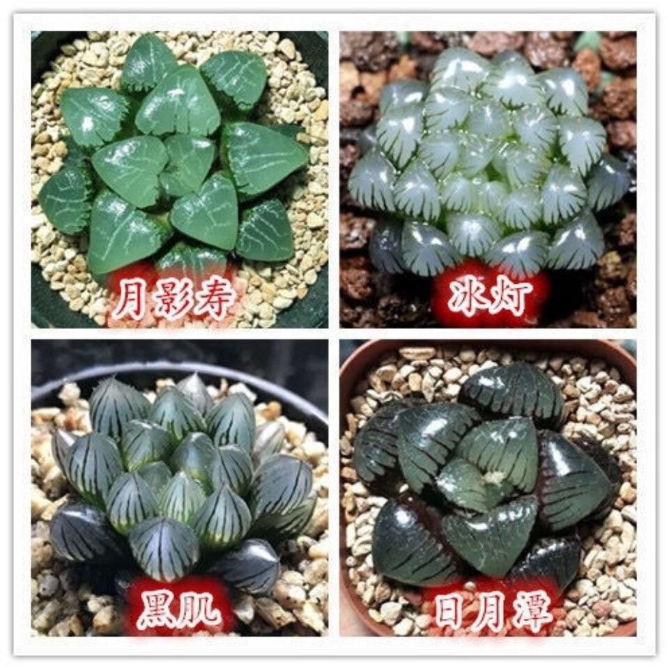 玉扇玉露雨露群生多头多肉植物桌多肉植物