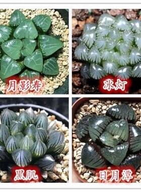 玉扇玉露雨露群生多头多肉植物桌面迷你小盆栽吸甲醛防辐射办公室