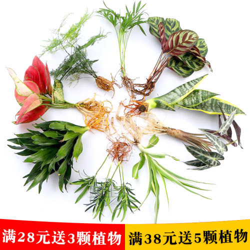 水生植物室内水培多少钱 水生植物室内水培价格 小麦优选