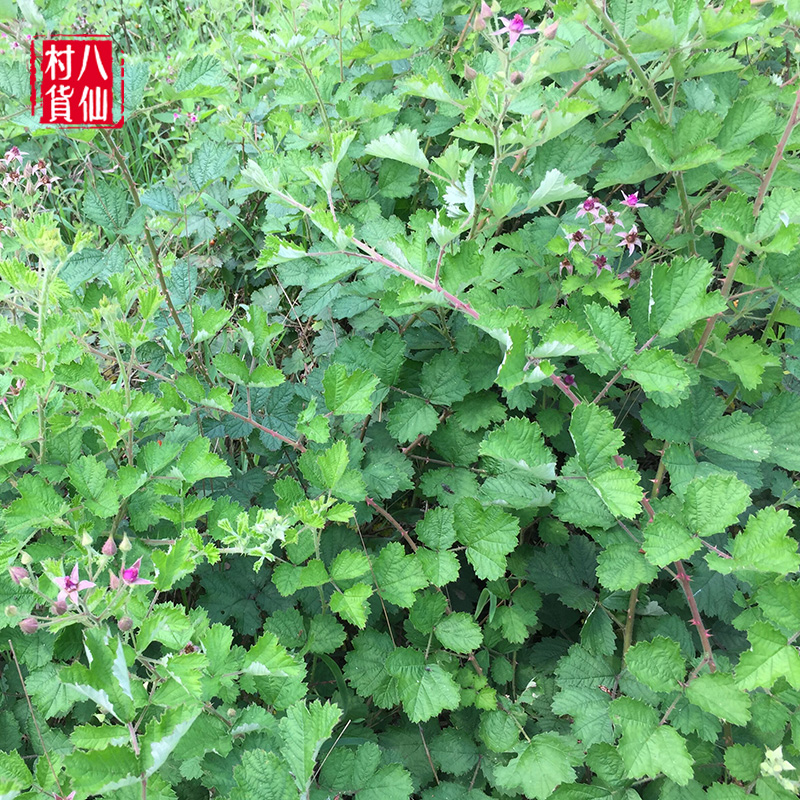 特价野生茅莓 新鲜现采红梅消 三月泡茅莓根蛇泡簕 中草药 500克
