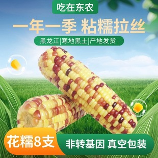 东北花糯玉米真空包装2025黑龙江非转基因粘大棒