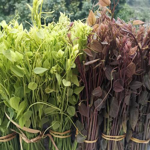 野菜 龙须菜 赤苍藤嫩芽 姑娘菜 藤勾华侧苋细绿藤营养丰富寄顺丰