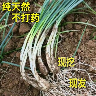 2025顺丰包邮重庆新鲜带叶茭头农家自种教头藠头当天现挖当季荞头