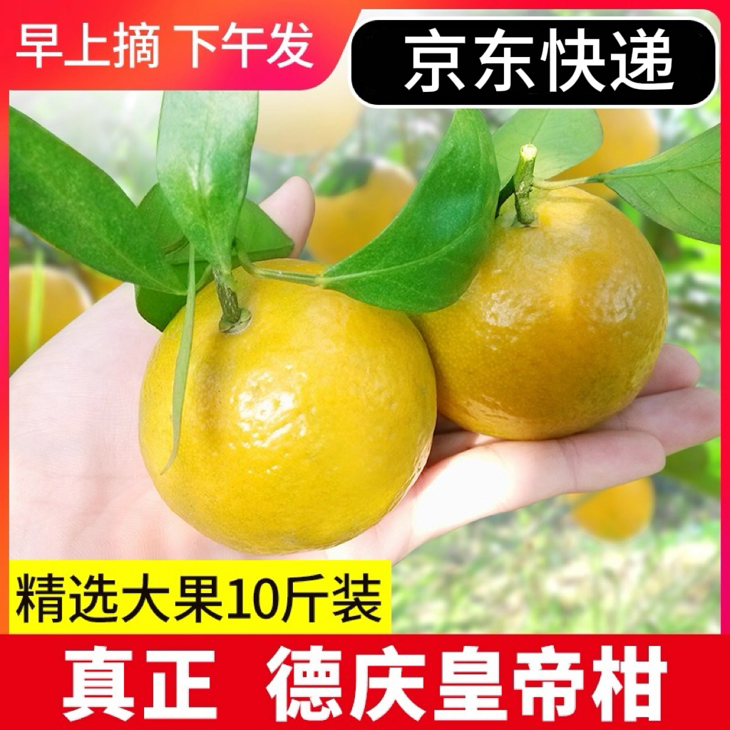 现货精选大果德庆皇帝柑