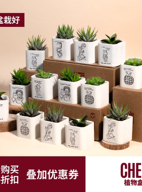 CHEM植物盒子玉露迷你多肉植物桌面室内小绿植盆栽好养带盆栽好