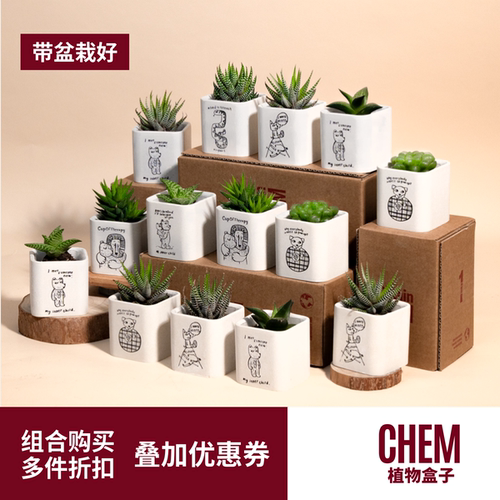 绿植物多肉盆栽节日活动礼品定制