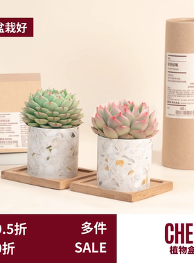 CHEM植物盒子玉露室内多肉植物桌面摆件大理石水磨石花盆带盆栽好