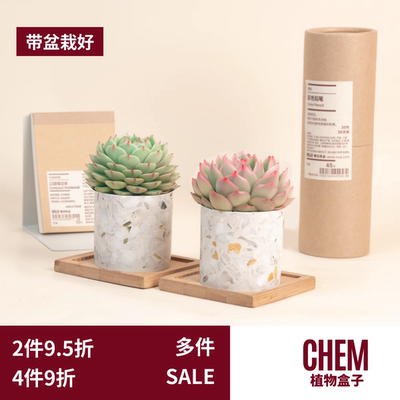 CHEM植物盒子玉露室内多肉植物桌面摆件大理石水磨石花盆带盆栽好