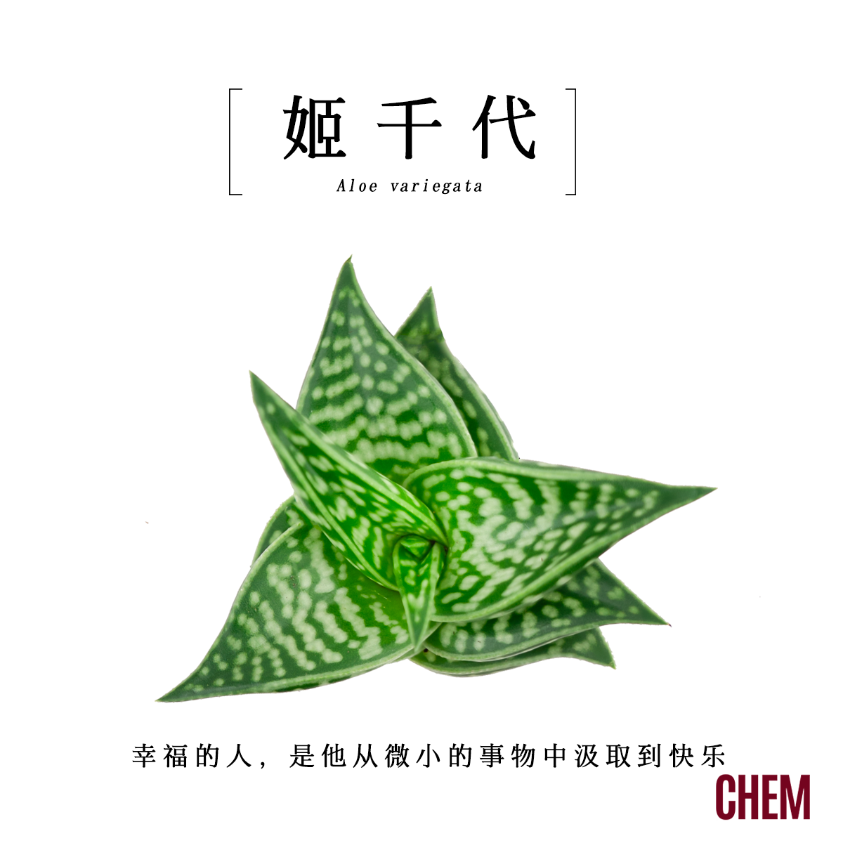 办公室内多肉小绿植盆栽活动礼品