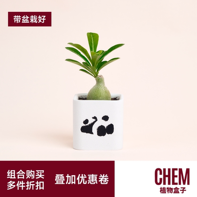 迷你植物小盆栽室内绿植