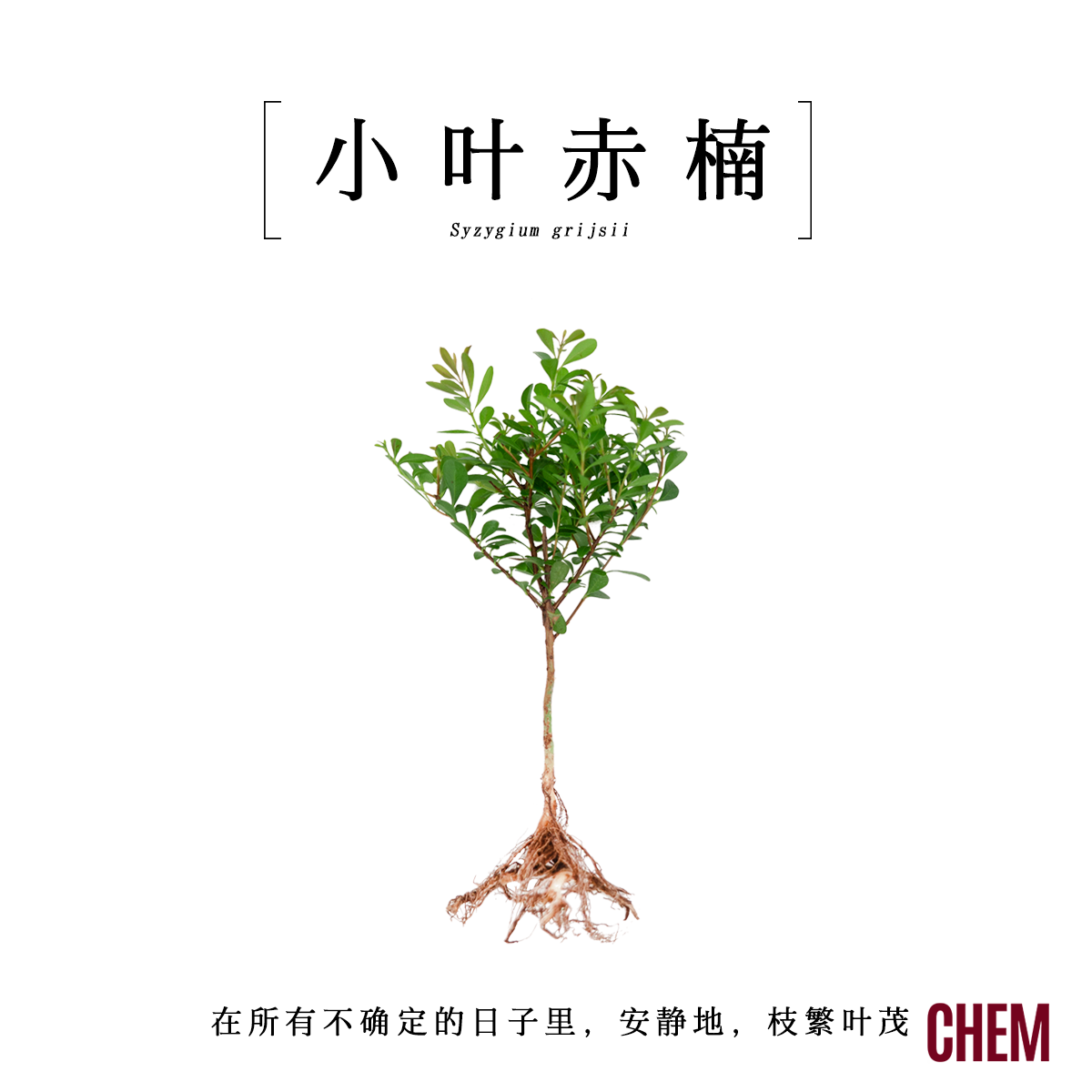 办公室内桌面小叶赤楠绿植物盆栽
