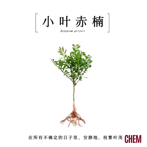 办公室内桌面小叶赤楠绿植物盆栽