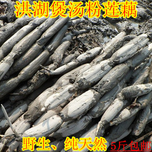 {粉藕上市了}湖北洪湖粉藕新鲜莲藕现挖莲藕煲汤粉藕糯米藕面藕