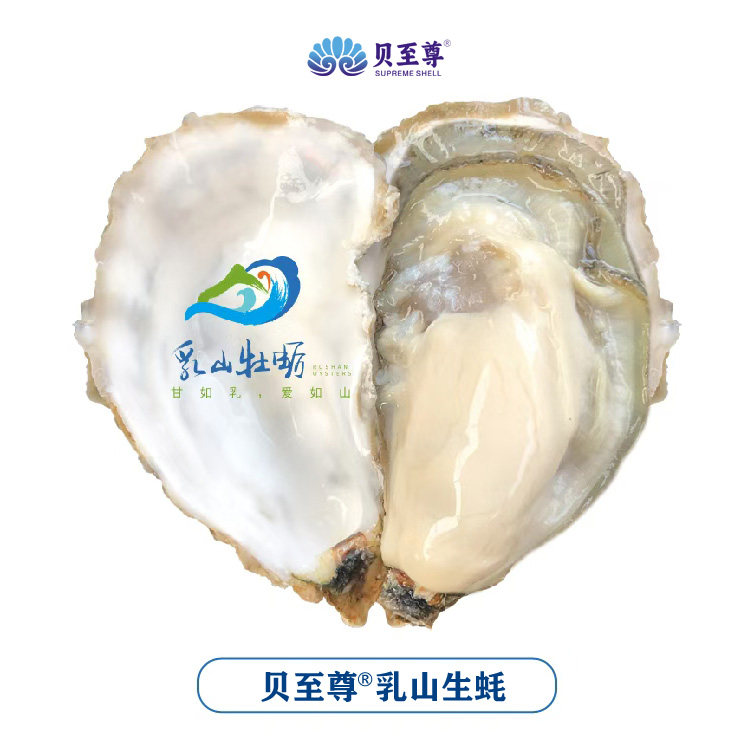 乳山生蚝鲜活牡蛎海鲜刺身水产