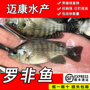 罗非鱼苗新吉富雄性非洲鲫鱼苗淡水养殖食用特大脆肉罗非鱼苗包活