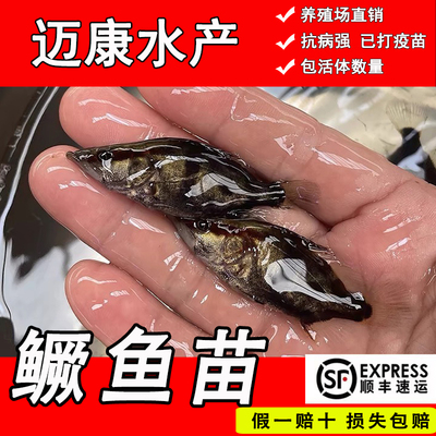 鳜鱼苗桂花鱼苗翘嘴鳜大眼鳜