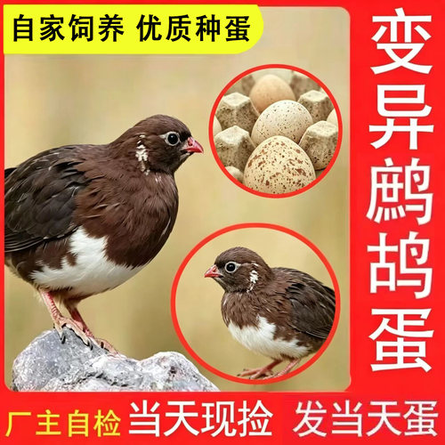变异观赏鹧鸪嘎拉鸡呱呱鸡受精种蛋可孵化小鸡苗快递包邮到家