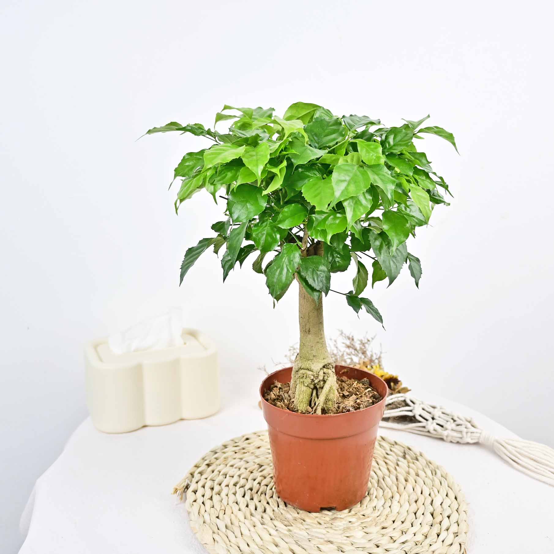 幸福绿宝美观室内净化空气