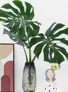 水培植物龟背竹盆栽老桩四季常青大叶室内观叶桌面绿植