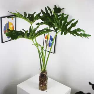龙鳞春羽水培植物盆栽室内绿植老桩大型四季懒人好养北欧风龟背竹