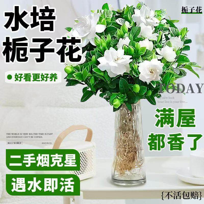 栀子花盆栽植物室内客厅好养办公室桌面花卉盆景开花易活绿植四季