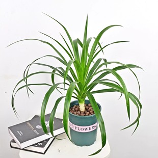 龙血树树苗花卉盆栽室内客厅绿植花卉苗净化空气新手可养四季易活