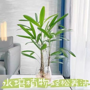 水培招财棕竹懒人养殖长杆植物高档客厅高杆阳光椰风简约玻璃花瓶