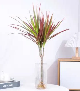 千年木老桩绿植大型植物盆栽造景室内客厅好养多头七彩马尾铁