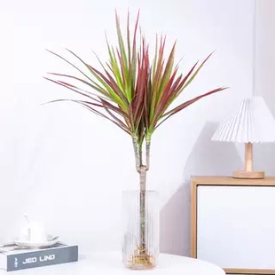 千年木老桩绿植大型植物盆栽造景室内客厅好养多头七彩马尾铁